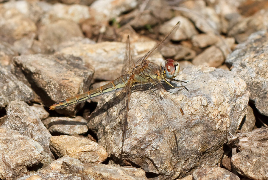 Sympetrum fonscolombii
